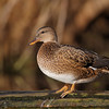 SmugMug > all-time keyword > duck > Ambling in Autumn 2009 photo