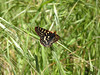 SmugMug > all-time keyword > alum rock park > 2009-04-04 Alum Rock Park photo