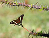 SmugMug > all-time keyword > butterfly > Cymbidiums photo